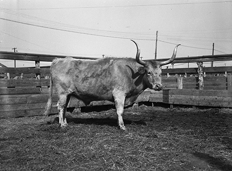 A Texas Longhorn bull with wide, curved horns standing in a wooden corral