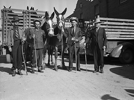 Four men in hats and suits holding two mules on a lead in Mule Alley