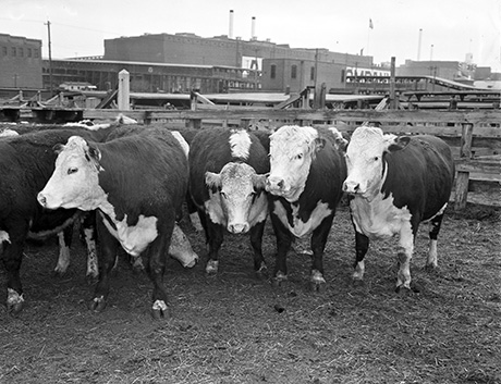 Group of Hereford steers in a livestock pen with factories in the background