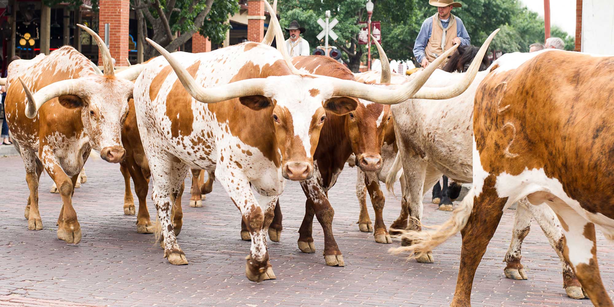 Fort Worth Stockyards2000 x 1000