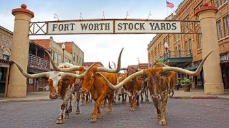 Fort Worth Herd Cattle Drive