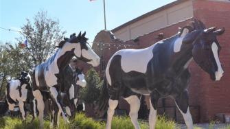 American Paint Horse Association