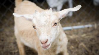 Stockyards Barnyard Petting Corral