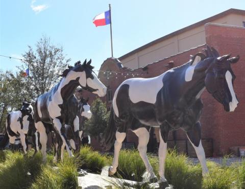 American Paint Horse Association