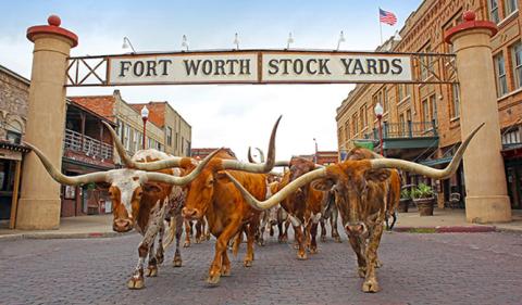 Fort Worth Herd Twice Daily Cattle Drive