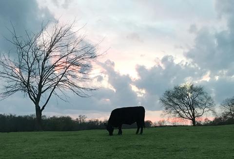 Texas Angus Association