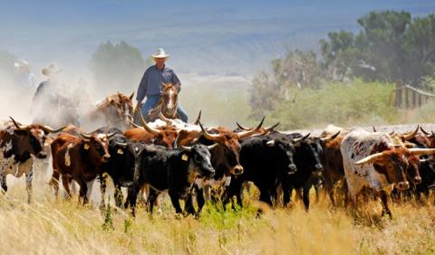 Texas Longhorn Breeders Association of America