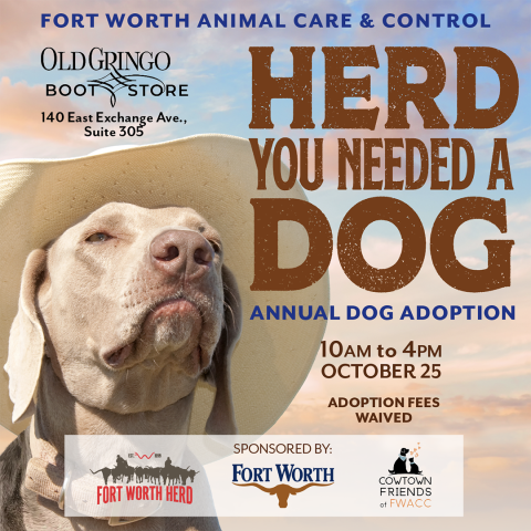 Dog Adoption
