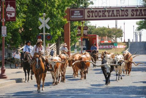 Cattle 